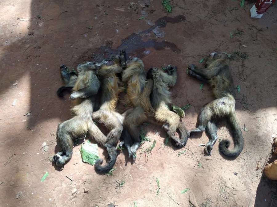 Center macacos mortos