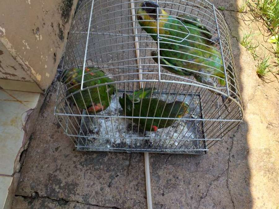 Center papagaios bata 17 de outubro de 2019