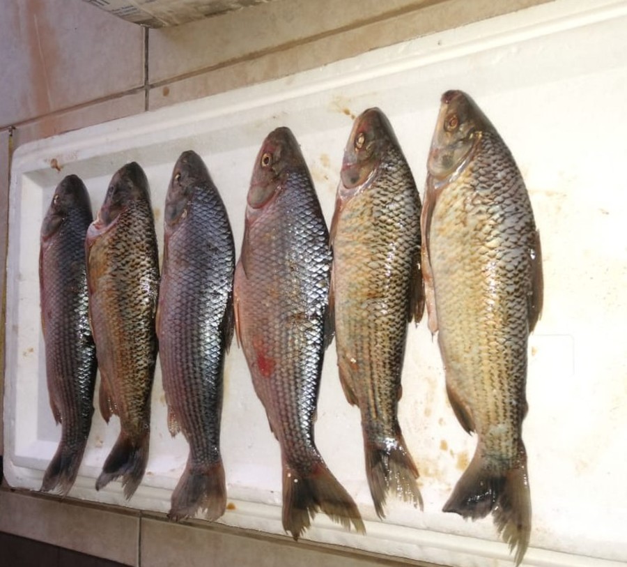 Center pescado ilegal guas do miranda bonito 14 de setembro de 2020