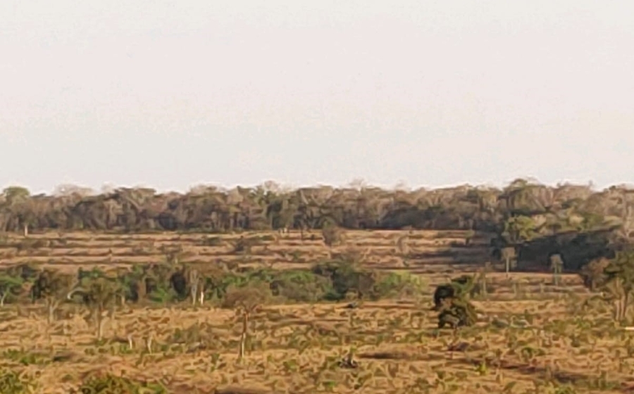 Center desmatamento ribas 14 de outubro de 2020