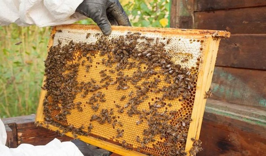 Center apicultura senar joao carlos castro 730x428