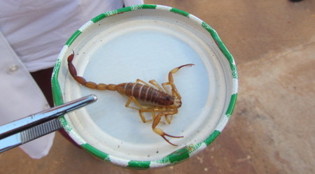 Left or right scorpion