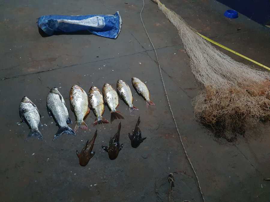 Center pesca sgo pesca tarrafa