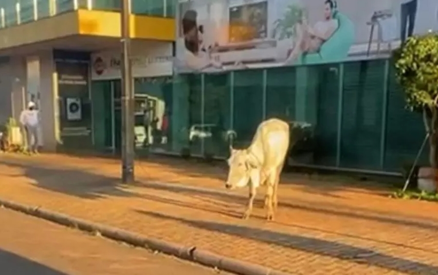 Center vaca