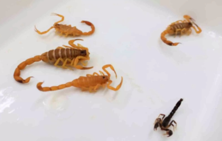 Center escorpions