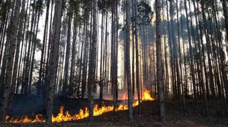 Center fogos