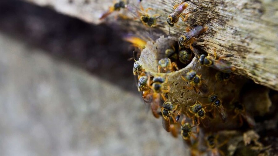 Center 2xnf8247n1us0