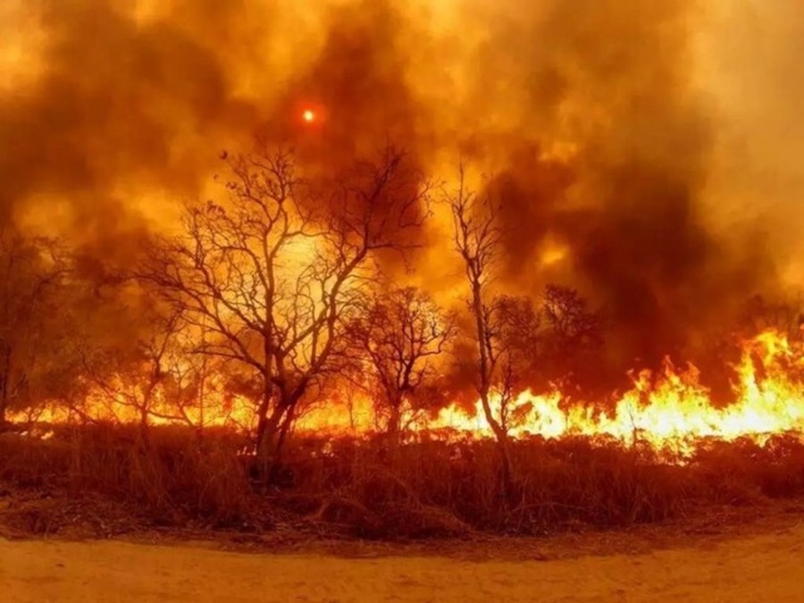 Center fogos