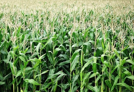 Left or right corn01 0
